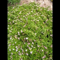 Rubiacees - Putoria Calabrica (regions mediterraneennes)(01)